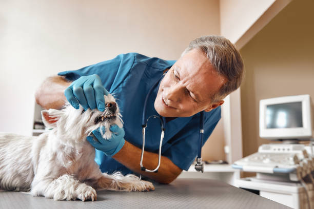Trusted WA Emergency Dentist Experts